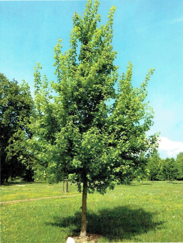 Klon polny (Acer campestre) Klon polny (Acer campestre)